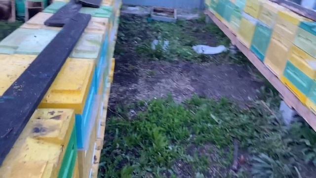 Лучшее время для обработки пчёл от клеща смотреть онлайн