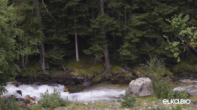 Пихта Кавказская в горах у реки. Природный ареал пихты Нордмана смотреть онлайн