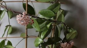 Как и когда формировать и обрезать  хойю.