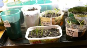 ОБЯЗАТЕЛЬНО ПОСАДИТЕ ТАКОЙ ВКУСНЫЙ ЛУК ДЖУСАЙ КИТАЙСКИЙ ЛУК