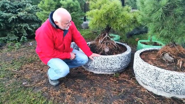 Ленивый бонсай в новых вазонах смотреть онлайн