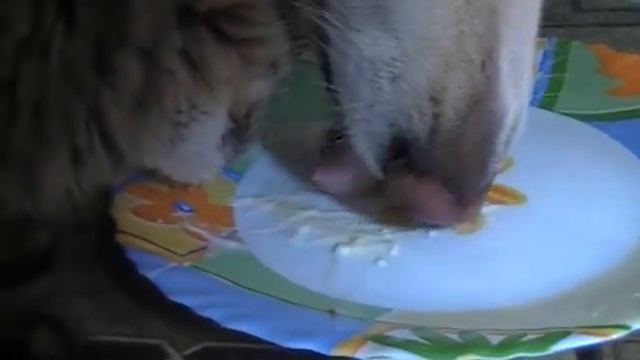Who will fast lick a plate?! / Кто быстрее вылижет тарелку?! смотреть онлайн