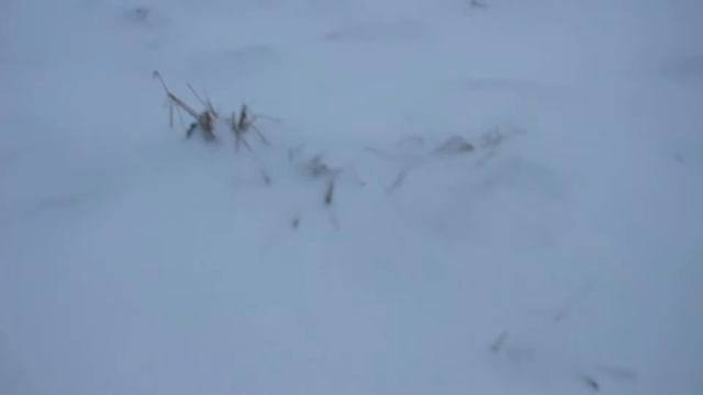 [Соловецкий архипелаг 2017 (20)] смотреть онлайн