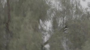 Billie Eilish - CHIHIRO