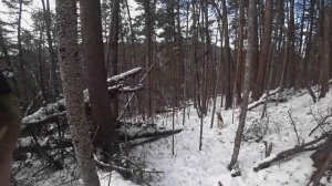 ОХОТА НА КАБАНА В ТАЙГЕ ДАЛЬНЕГО ВОСТОКА.