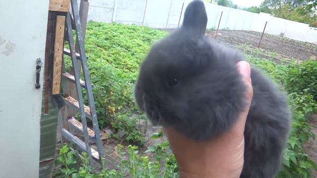 КРОЛИКОВОДСТВО \Одноухий кролик\разведение кроликов смотреть онлайн