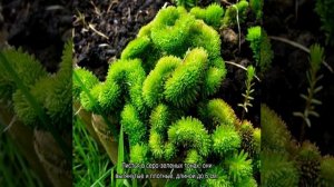 Седум: посадка и уход в открытом грунте или домашних условиях