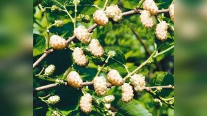 Шелковица белая Смуглянка