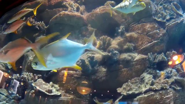 Акваріум в "MARLIN" Ocean Plaza Kiev смотреть онлайн