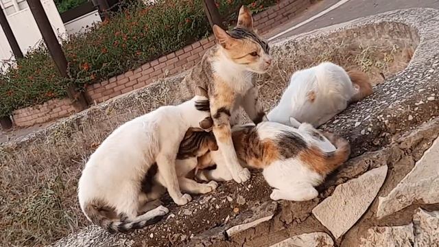 КОШКА КОРМИТ ГОЛОДНЫХ КОТЯТ смотреть онлайн