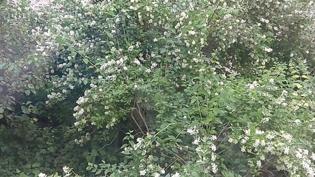 ЖАСМИН САДОВЫЙ или ЧУБУШНИК. Ароматные растения в вашем салу смотреть онлайн