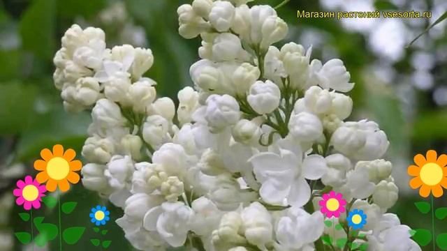 Сирень обыкновенная Жанна д`Арк. Краткий обзор, описание характеристик syringa vulgaris Jeanne d'Ar смотреть онлайн