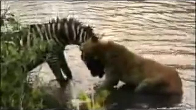 Зебра победила льва смотреть онлайн