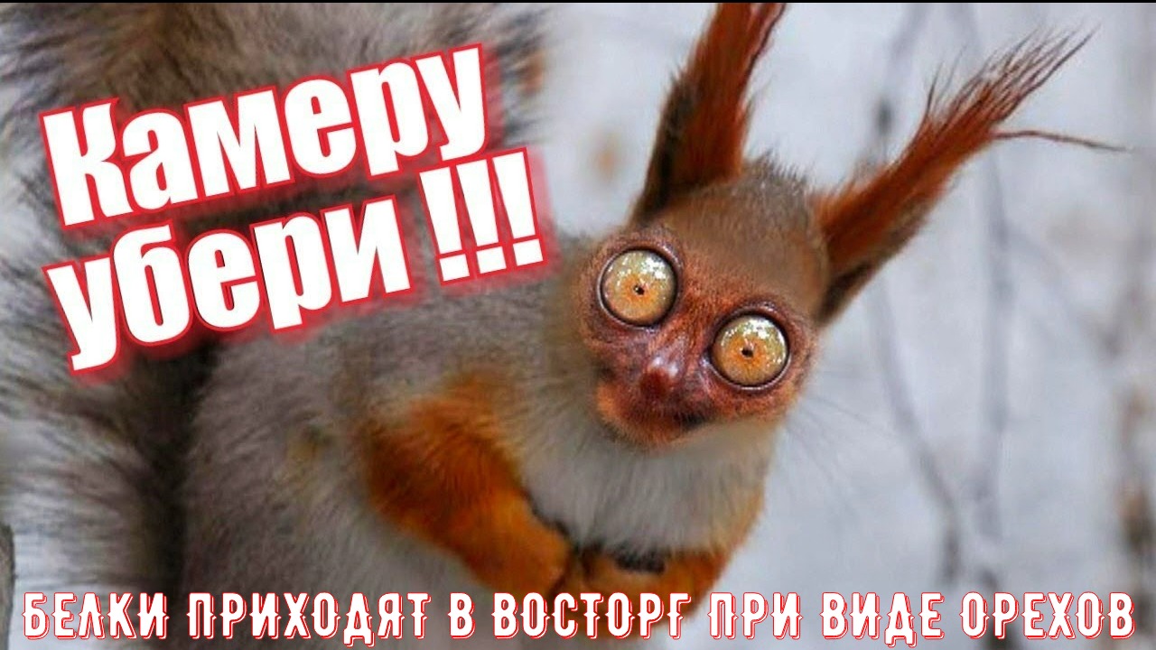 Чем кормить белку. Я попытался покормить белку с руки, и она сделала вот так!