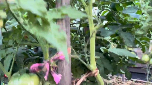 Как обрезать лист у томатов, чтобы не терять урожай!? ? смотреть онлайн