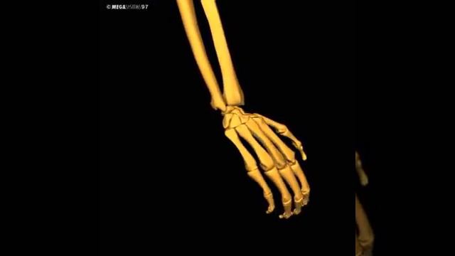 Human 3D, Скелет,28 Кистевой сустав смотреть онлайн
