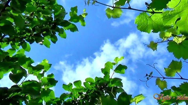 becixmat - Relax 2467 - Príroda - nature - 2K (Pan Flute) смотреть онлайн