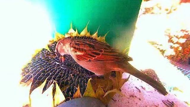 2012-10-3, Webcam Birdcam смотреть онлайн