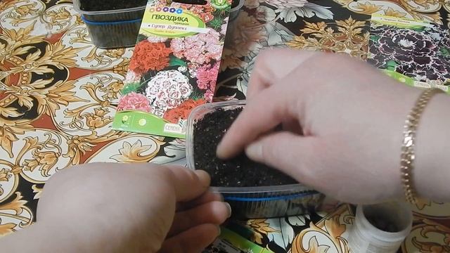 Как сажать Гвоздику на рассаду семенами смотреть онлайн