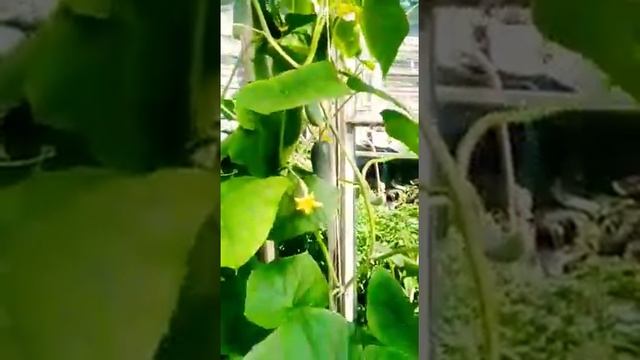 BIG MAMA ✌ КАК КОСИТЬ ТРАВУ ! БОЛЬШАЯ МАМОЧКА КОСИТ ТРАВУ ! / BIG MAMA смотреть онлайн