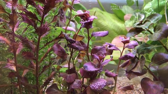 Лимнофила ароматика / Limnophila aromatica смотреть онлайн