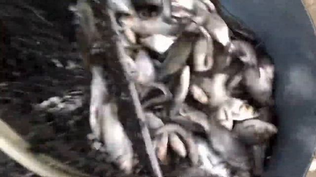 Малёк толстолобика и карпа смотреть онлайн