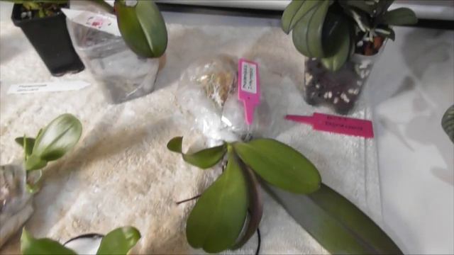 Phalaenopsis Gifts from a Subscriber // Dealing with Root Rot in winter смотреть онлайн