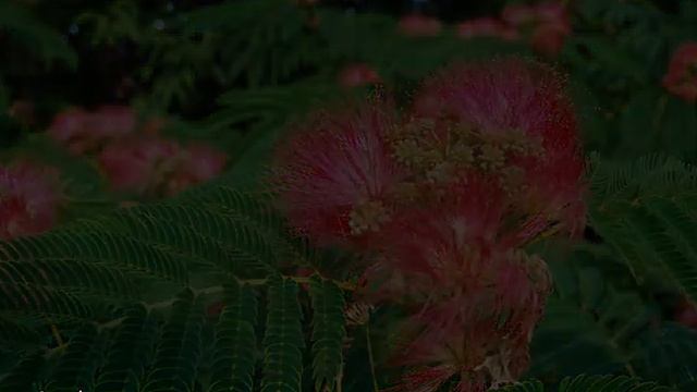 Альбиция ленкоранская (крымская акация) и другие виды смотреть онлайн