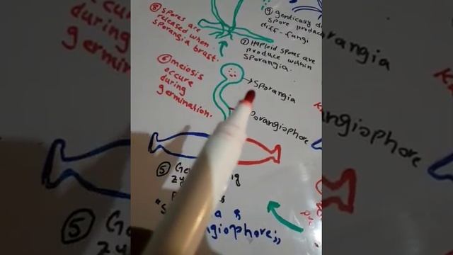 Zygomycota (Conjugating fungi ) смотреть онлайн