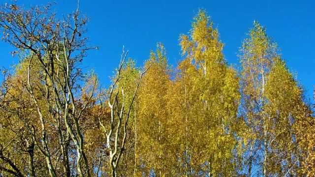 Толочинский район станция Видерщина, осенние пейзажи природы смотреть онлайн