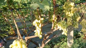 Виноград Белая леди (Калугин В. М.) Виноградник Король В. Н. 02.08.24г. г.Краснодар