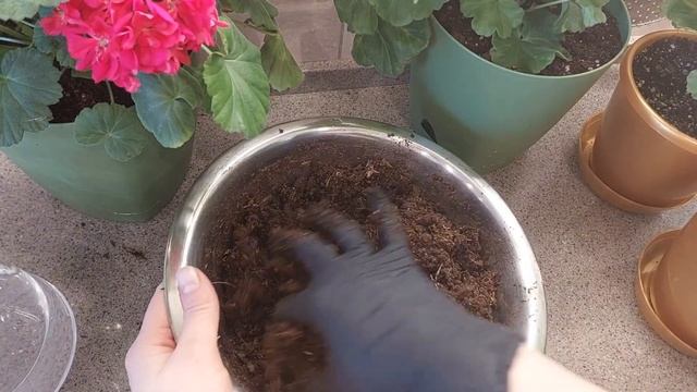 Массовое весеннее черенкование пеларгоний гераней в грунт! смотреть онлайн