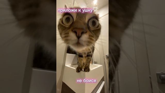 зайка я тебя люблю😍🥰😘 #рек #реки #рекомендации #хочуврек #подпишись #kitten смотреть онлайн