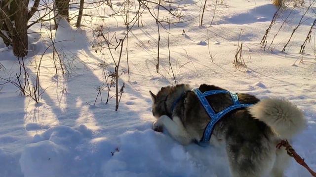 Белый плен Husky