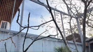 Вольер для белок // новый вольер у наших белок