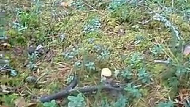 грибы в декабре эстония смотреть онлайн