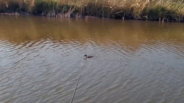 УТКА - СВОЛОЧЬ , испортила всю рыбалку смотреть онлайн