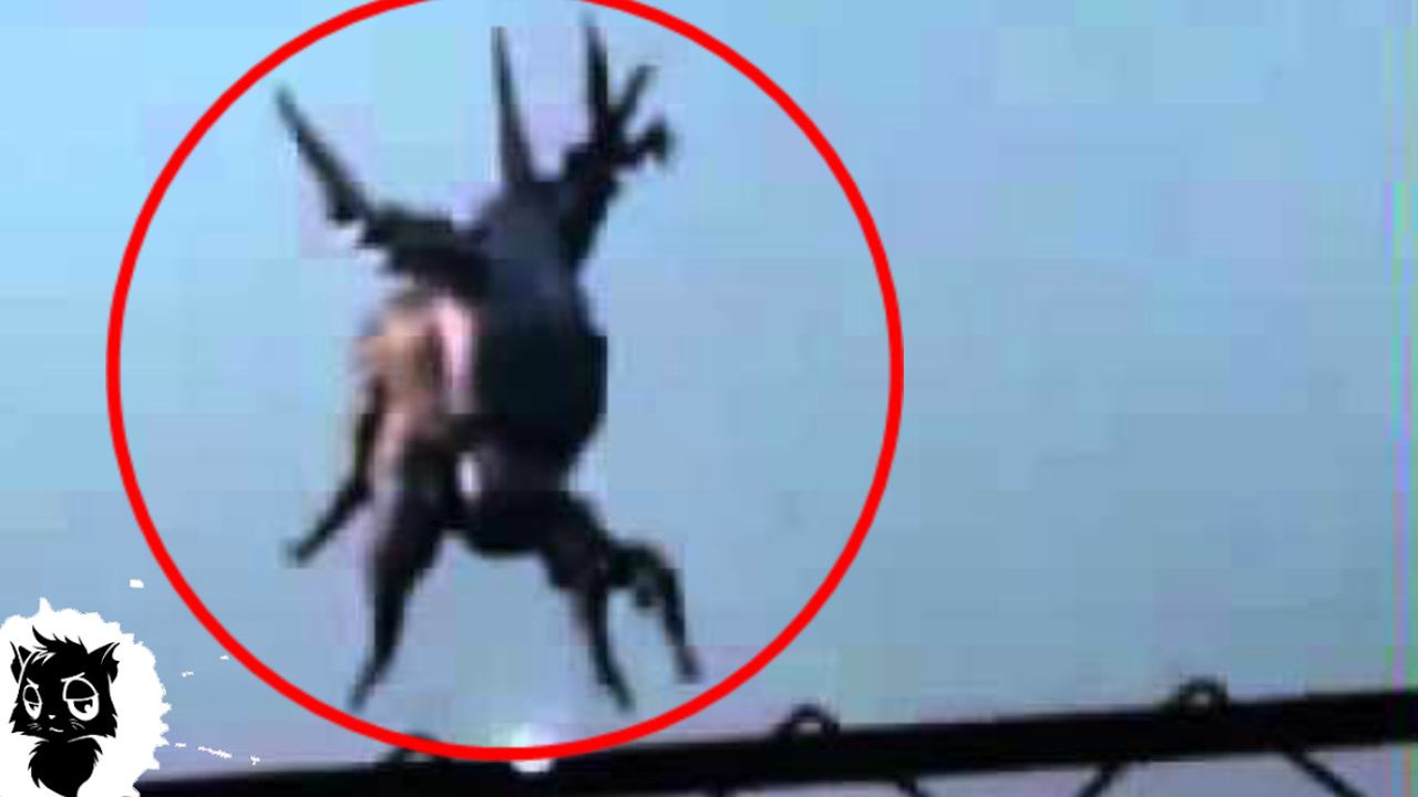 5 ЗАГАДОЧНЫХ ВЕЩЕЙ ИЗ АРХИВА КГБ СНЯТЫХ НА КАМЕРУ [Черный кот] смотреть онлайн