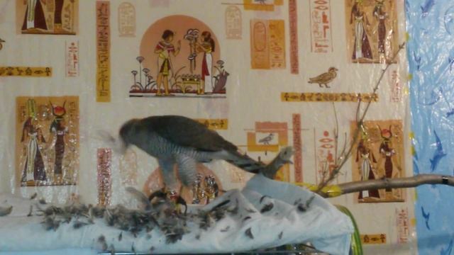 Sparrow-hawk eats quail / Ястреб кушает перепела смотреть онлайн