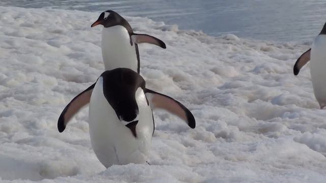 penguin Пингвин - плавает, но не летает смотреть онлайн