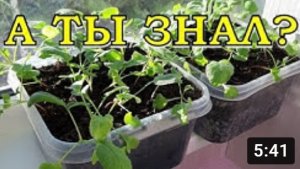 ЭКСПЕРИМЕНТ: выращиваем редис дома...возможно ли это?