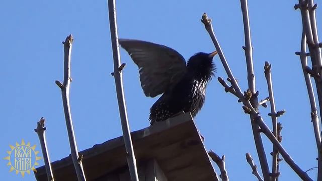 С чего начинается Родина смотреть онлайн