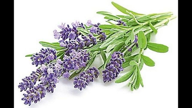 Как выжить в критические дни: 8 продуктов, которые победят гормоны смотреть онлайн