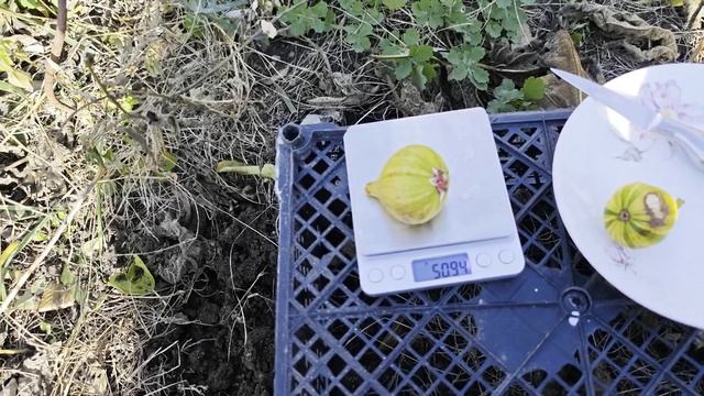 Инжир Bordissot Blanca Rimada(BBR)