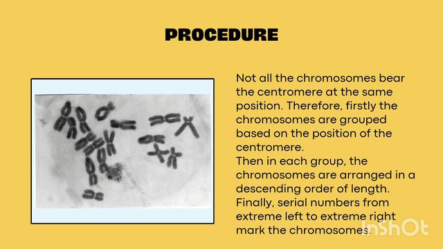 Karyotype of Onion||BSc V semester NEP syllabus смотреть онлайн