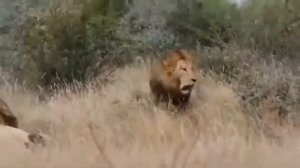 ДВОЕ ЛЬВОВ ГРЫЗУТ ЛЬВА.