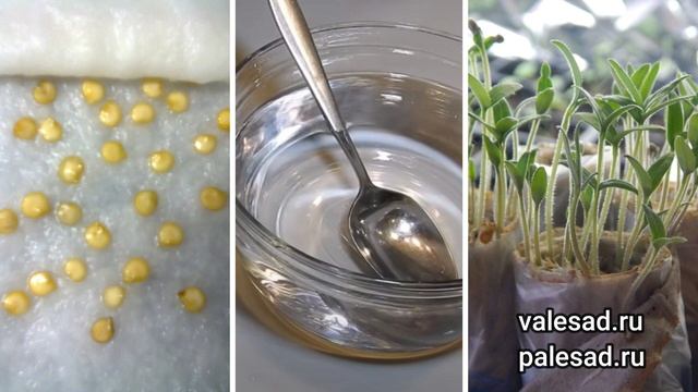 ПРОРАСТУТ ДАЖЕ СТАРЫЕ СЕМЕНА! Суперсредство для замачивания и проращивания семян смотреть онлайн