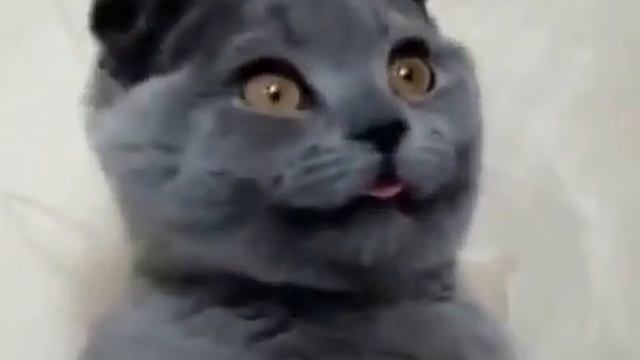 Кот с глупой мордой : Cat With Goofy Face смотреть онлайн