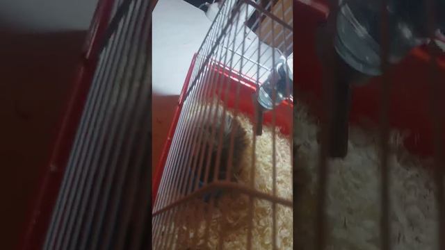 ///интересные факты про хомяка/// смотреть онлайн