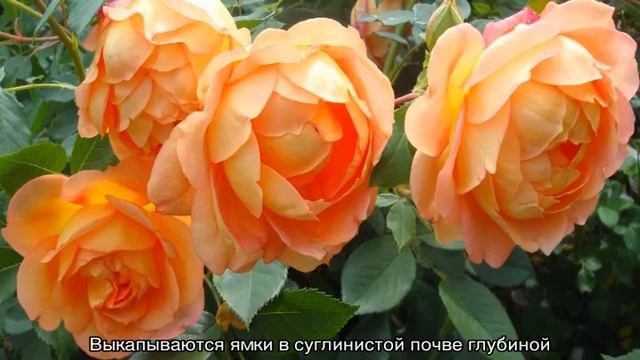 Роза Пэт Остин (Pat Austin) — описание сорта смотреть онлайн